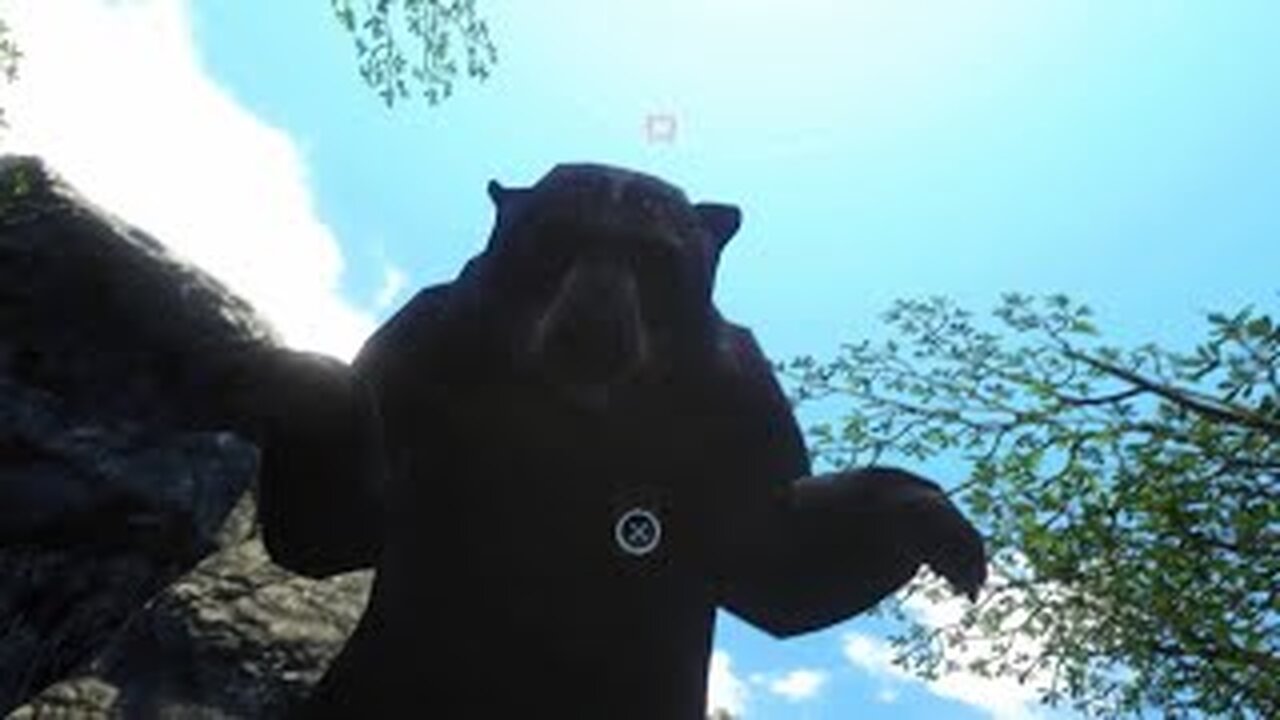 Goin kitty hunting 🐻#10