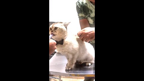 Beautiful Cat🐈🐈🐈🐈🐈🐈🐈