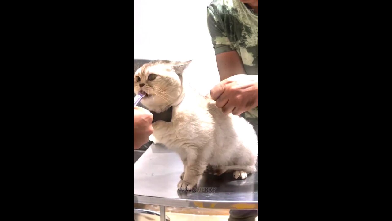 Beautiful Cat🐈🐈🐈🐈🐈🐈🐈