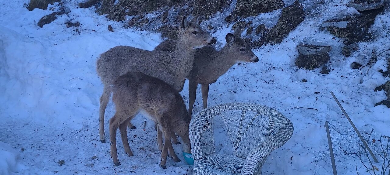 Only 3 deer visit today