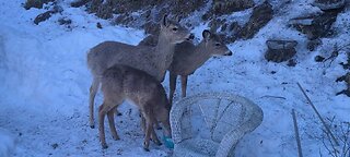 Only 3 deer visit today