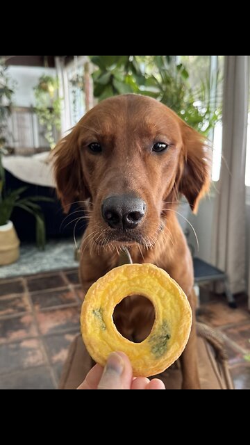 Pup Puffs! The Healthy Treat Every Pup Wants!