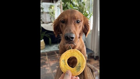Pup Puffs! The Healthy Treat Every Pup Wants!