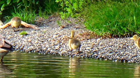 Canada Geese Family