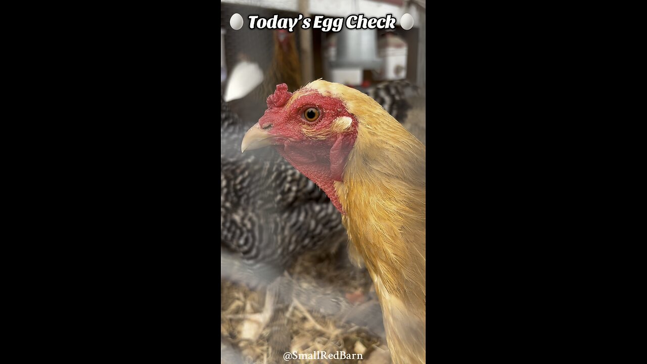 🥚 Today’s Egg Check! 🥚 #shorts