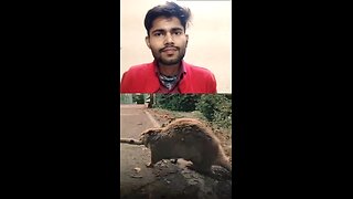 gilhari Ne ladke ki jaan bachai