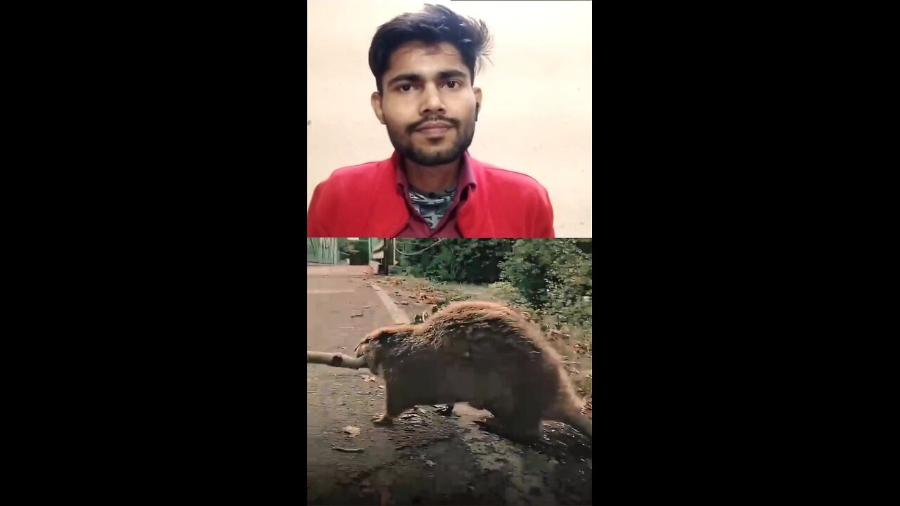 gilhari Ne ladke ki jaan bachai