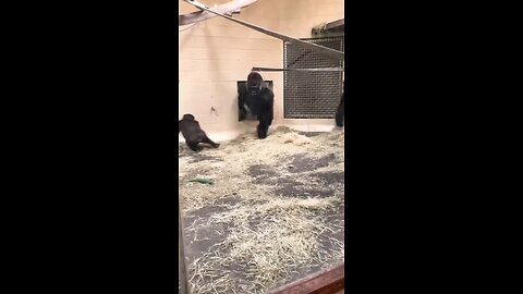 Animal#trending#rumble#love#monkey