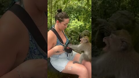 Animals Funny Compilation #funnyanimals #animals #pets #shorts