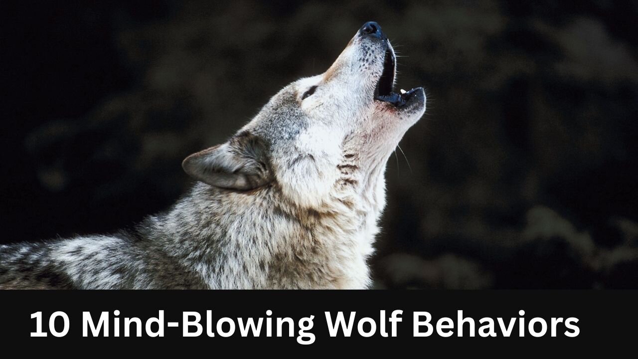 10 Mind-Blowing Wolf Behaviors You Didn't Know About