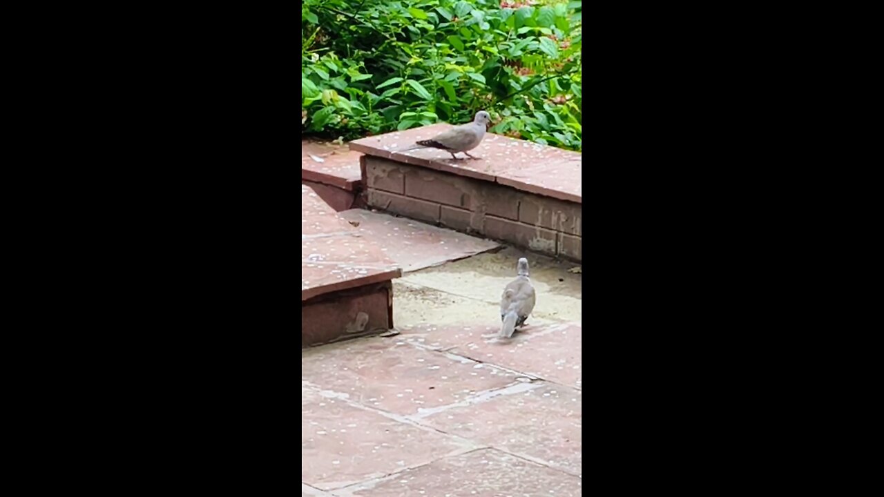 Enjoy this charming moment captured in the heart of the city! #PigeonWatch #SquirrelVibes