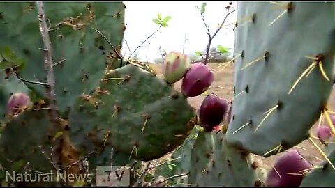 NATURE'S MEDICINE - HOW TO MAKE NOPAL CACTUS FRUIT JUICE - CURES TYPE 2 DIABETES 👊