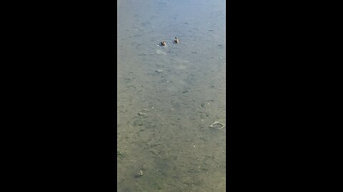 Mallard Ducks 🦆 #mallardducks #shorts #trending #viral #followme #ducks #duck