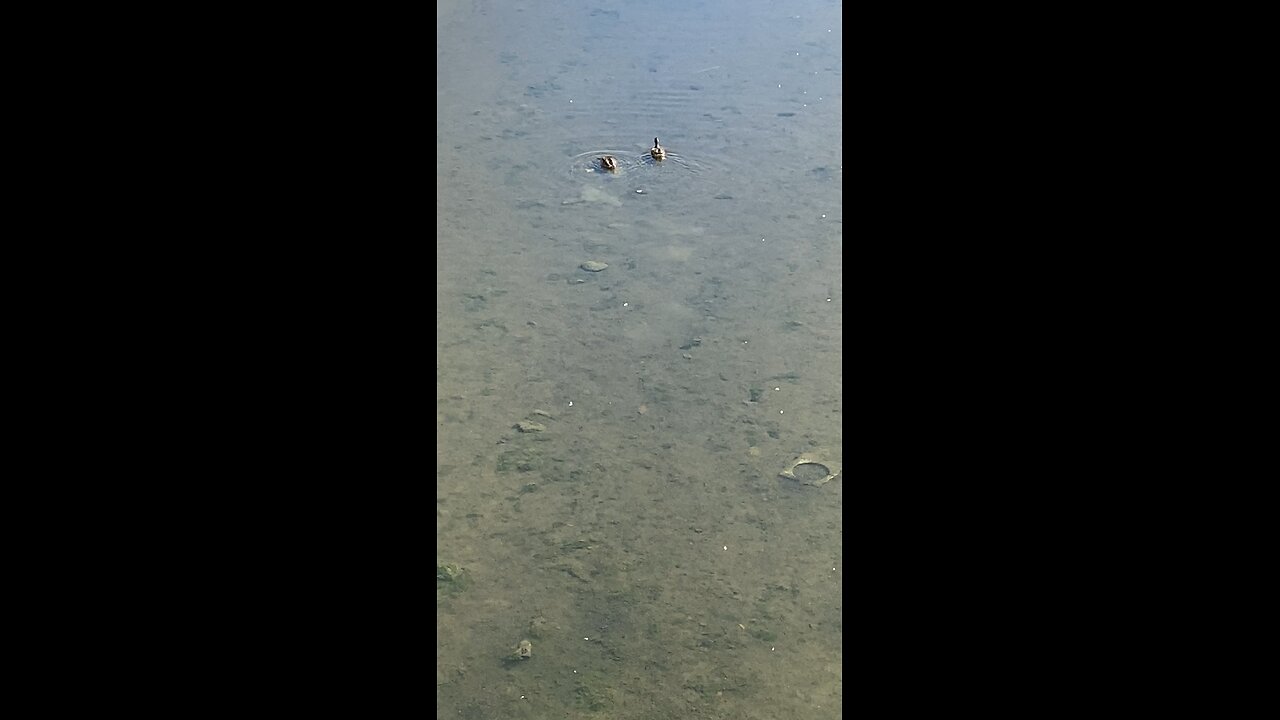 Mallard Ducks 🦆 #mallardducks #shorts #trending #viral #followme #ducks #duck