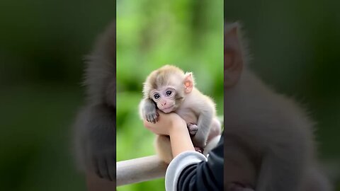 The sweetest little monkey with the sweetest little smile! 🐵😍