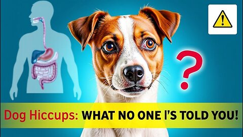 Are hiccups in dogs normal?