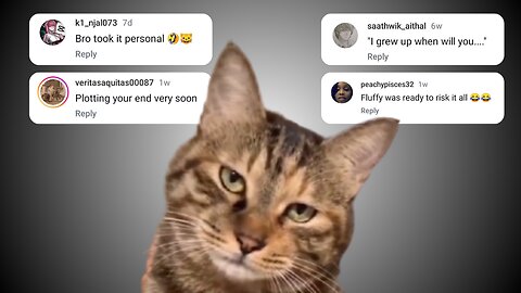 The cat is not amused with it's owner