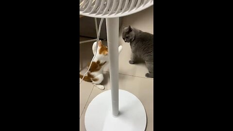 Don't play with me,be careful.🐈🤺🐈