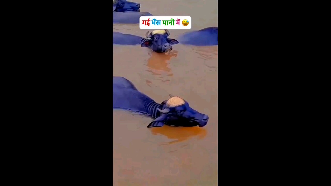 Gai bhejpane ma