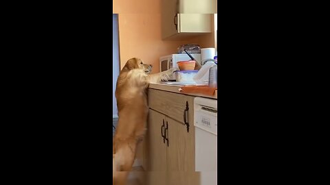 Dog stealing food😂