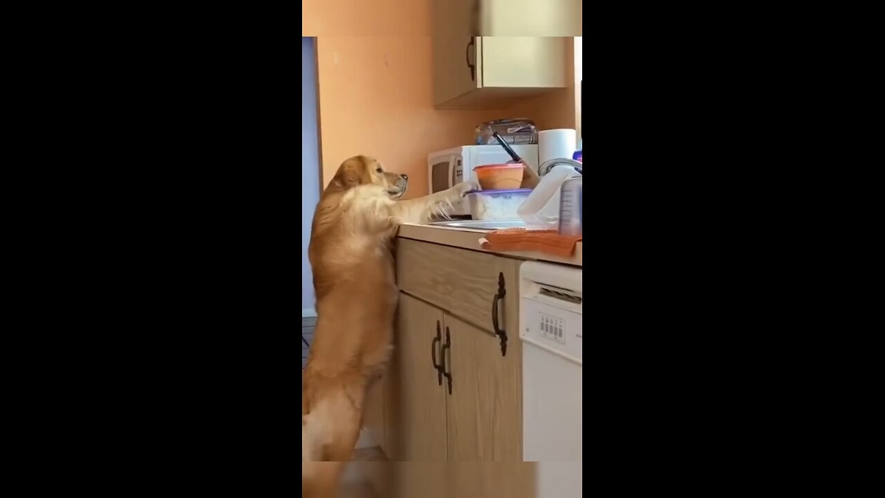 Dog stealing food😂