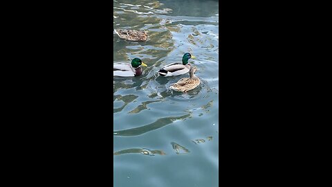 Mallard Ducks 🦆 #mallardducks #ducks #duck #swimming #followme #shorts #trending #viral