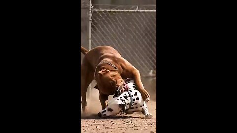 Dog 🐕 vs dog 🐕