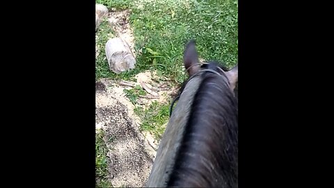 Levi - that's what you would like a trail horse to do - 7 Aug 2025