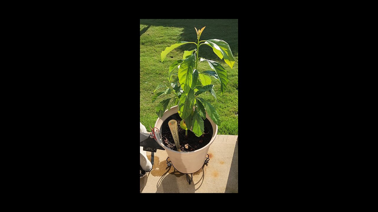 AVACADO PLANT