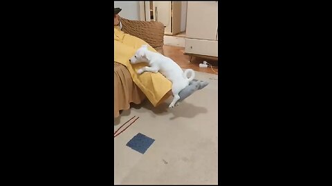 This little fluffball will melt your heart in seconds 🐶💖 Pure joy, pure love, pure puppy magic ✨