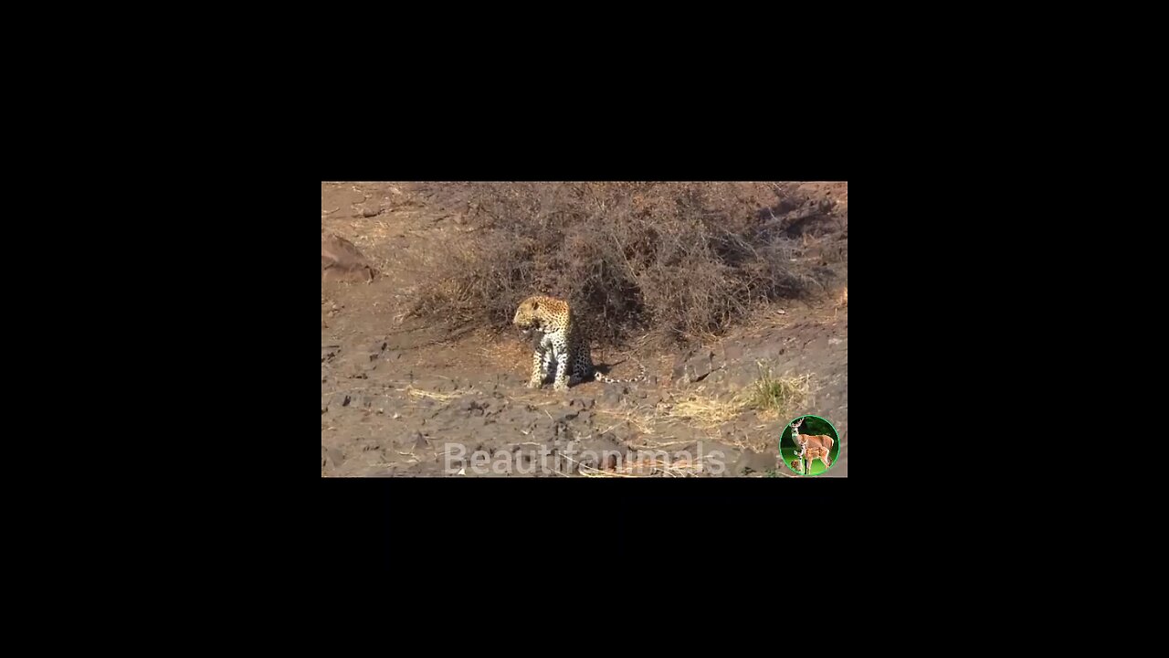 Will injured leopard ambushes for hunting succeed?