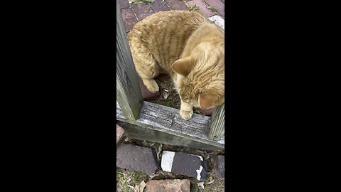 Playing cat .