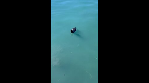 Coot #swimming #coot #shorts #viral #trending #followme
