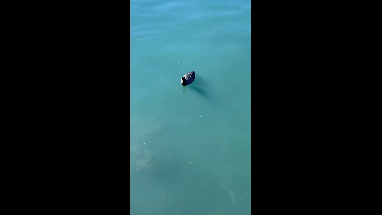 Coot #swimming #coot #shorts #viral #trending #followme
