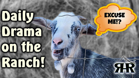 🐐 Evening on the Mini Ranch Goats, Mini Donkeys & Hay Time!