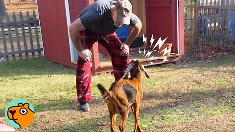 Tiny Goat Lights Up When She Sees Her Dad | Cuddle Buddies