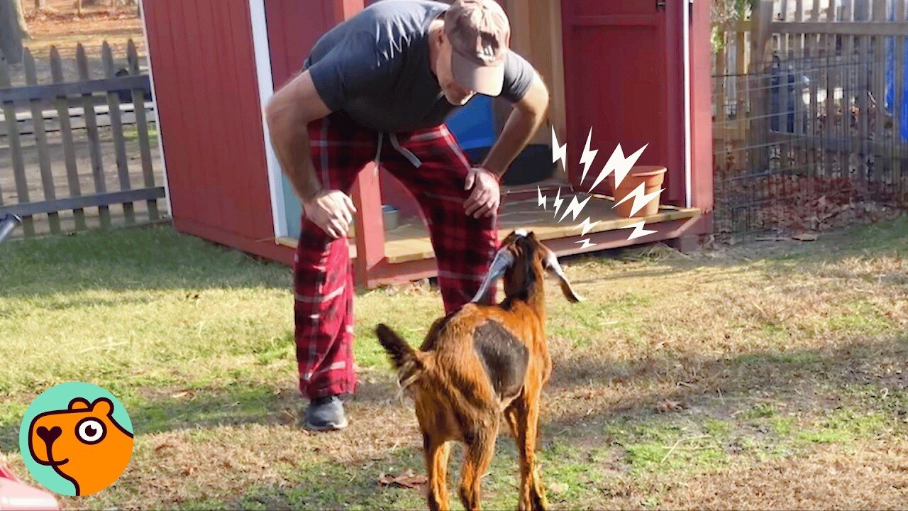 Tiny Goat Lights Up When She Sees Her Dad | Cuddle Buddies