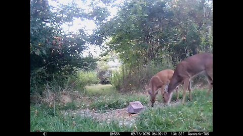 Deer Cam 09 18 2025 Game Cam Trail Cam