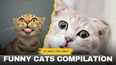 Ultimate Funny Cats Compilation 😹 | Try Not to Laugh Challenge!