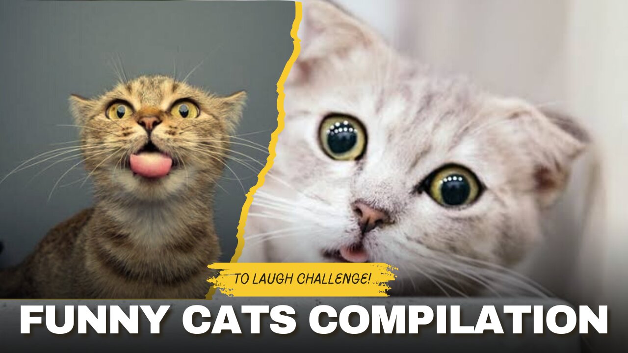 Ultimate Funny Cats Compilation 😹 | Try Not to Laugh Challenge!