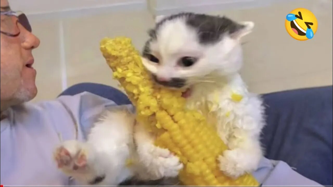 Funny Dogs And Cats Videos 2024 😅- Best Funnies Animal Videos #19