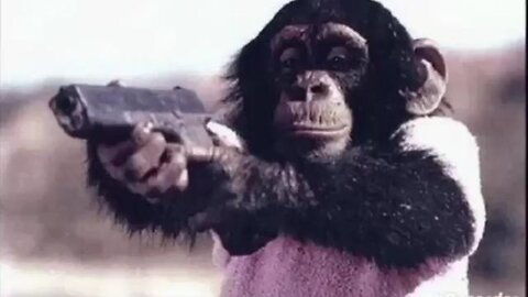 New Reports Show Atlanta Crime Dropping Mostly Due To Niggers Being Killed By Said Crime