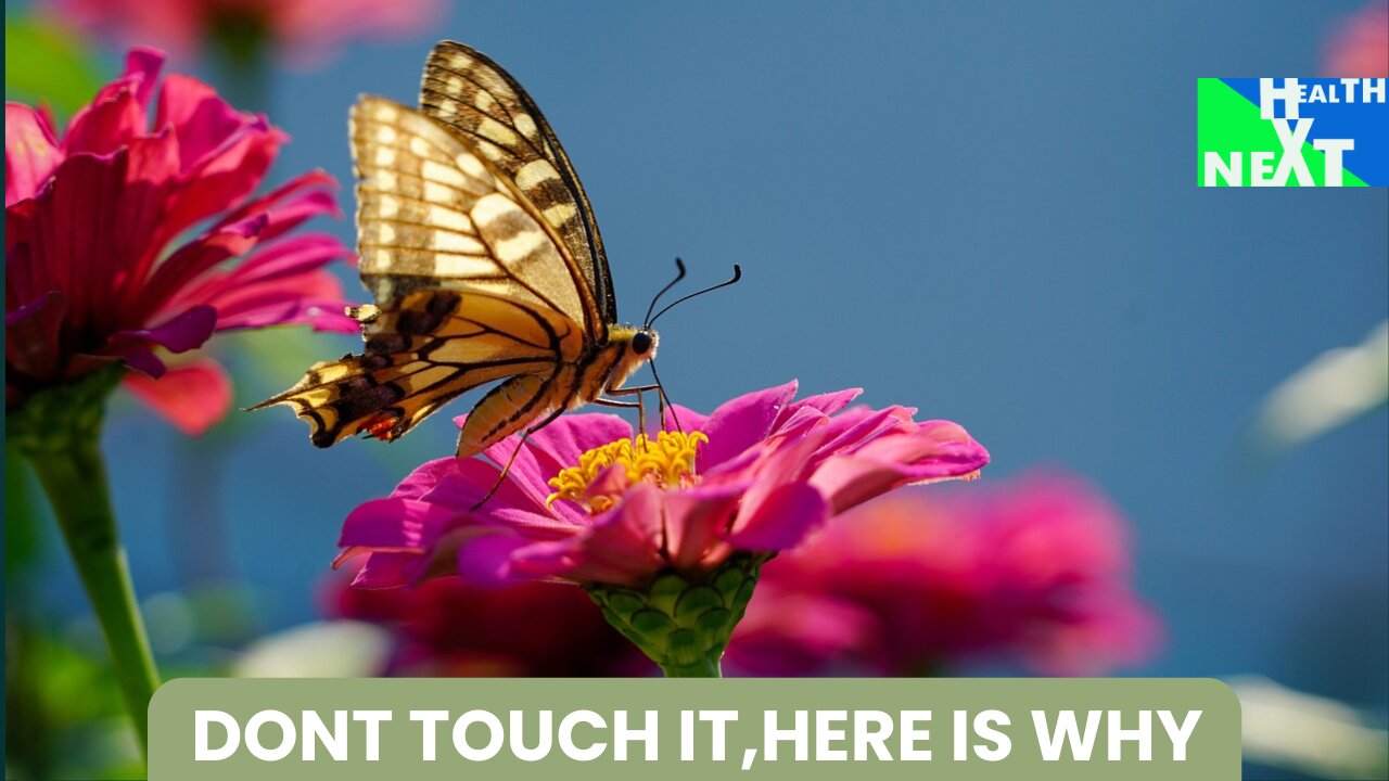Are butterflies harmful?/health next explains
