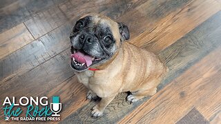 Meet Puggy: The Snorty, Sweet Pug Who Stole Our Hearts 💖🐽