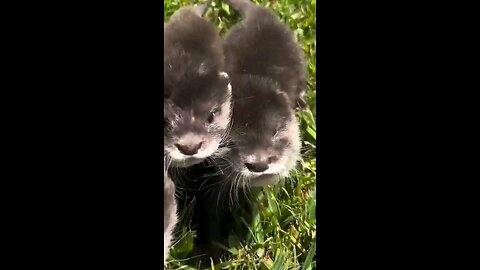 Feeding The Weasels
