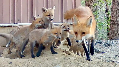 Fox Cubs Excited to See Their Mom