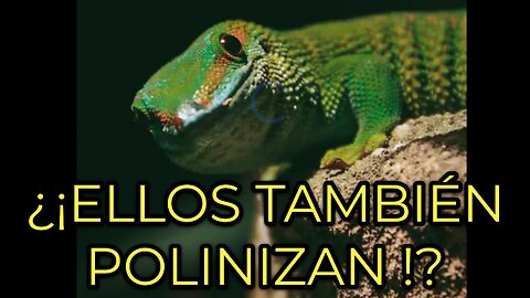 Unexpected Pollinators: You Won’t Believe These Animals Help Flowers!-¿¡Ellos también polinizan!?