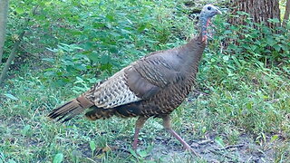 Sounds of a Wild Turkey