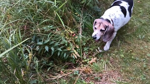 Bumblebee and Bandit