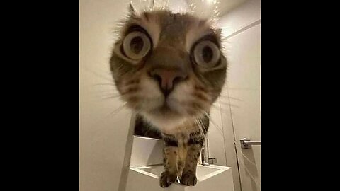 Cat Compilation